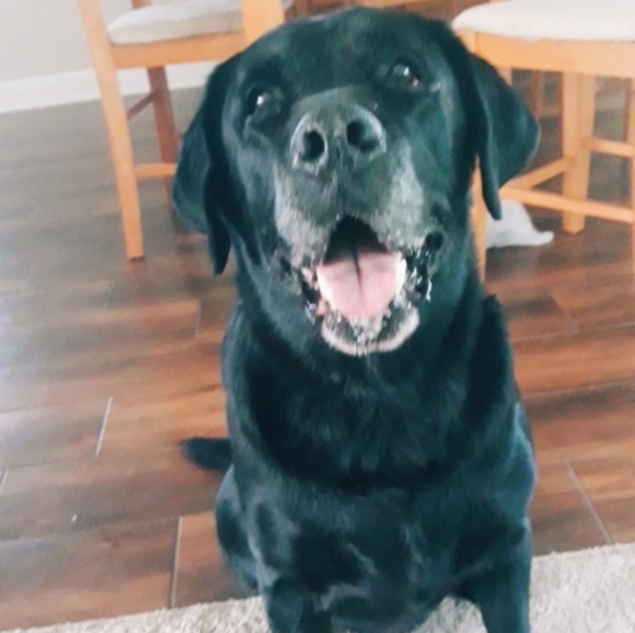 Meet your Posher, Macy - Picture 1 of 1